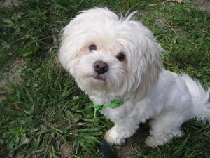 Alpha Boarding Kennels