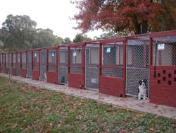 Alpha Boarding Kennels