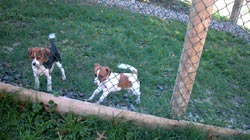 Alpha Boarding Kennels