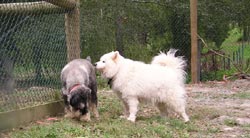 Alpha Boarding Kennels