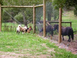 Alpha Boarding Kennels